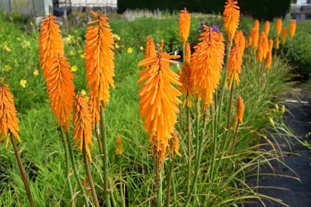 Kniphofia 'Mango Popsicle' ® ---